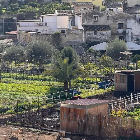 Suli D'amuri